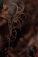 Organic patterns of plant life, raw ecological textures of Finnish nature in fall - a rich autumn palette of earthy tones. The beauty of the Nordic forest wilderness as a serene seasonal background