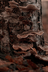 Organic patterns of plant life, raw ecological textures of Finnish nature in fall - a rich autumn palette of earthy tones. The beauty of the Nordic forest wilderness as a serene seasonal background