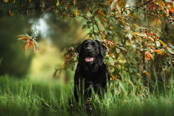 Black labrador retriever girl sitting within beautiful blooming tree