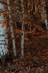 A natural forest landscape evoking an eco-conscious atmosphere of Finnish nature in fall -  autumn palette of earthy tones. The beauty of the Nordic forest wilderness as a serene seasonal background