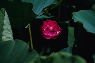 Lotus flowers and lotus leaves in the pond
