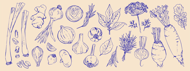 Hand drawn line food illustration vector. Vegetables and herbs, spices. Farm food. Healthy eating
