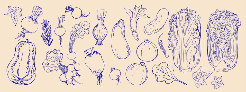 Hand drawn line food illustration vector. Vegetables and herbs, spices. Farm food. Healthy eating