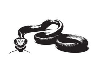 Detailed black and white illustration of a coiled cobra snake with venomous appearance