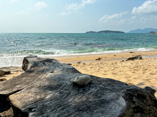 Wooden log on the beach with blue sea and sky background, Hanuman Bay, Koh Samui, Thailand