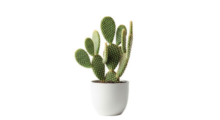 Santa Rita Cactus: Vibrant Purple Pads & Spines