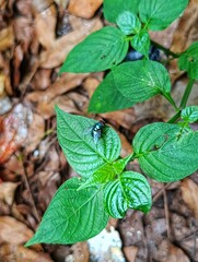 leaves on the ground