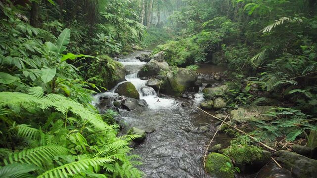 Walking through green tropical rain forest with river view with trees with green plants