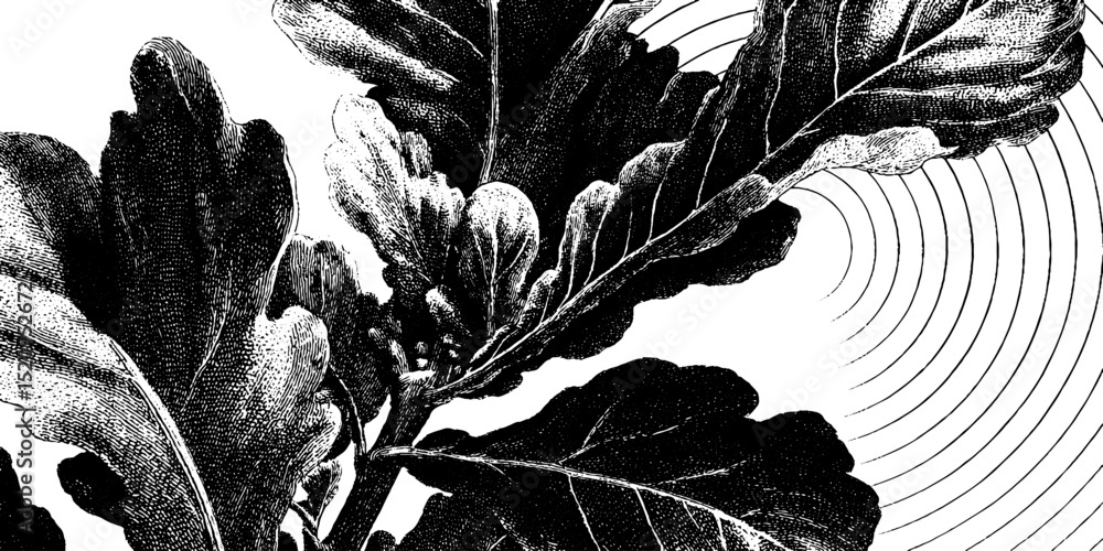 Poster engraved illustration of angular leaves with concentric design for botanical prints