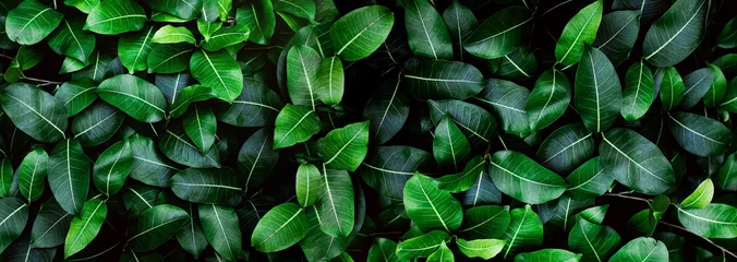 Closeup green leaves background, Overlay fresh leaf pattern, Natural foliage textured and background © Hatori_Shisuka