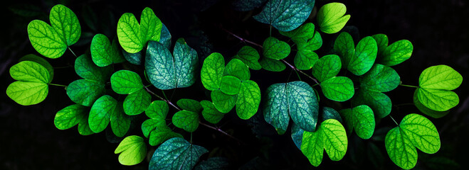 Green leaves background, Nature foliage texture for the evergreen wallpaper and backdrop