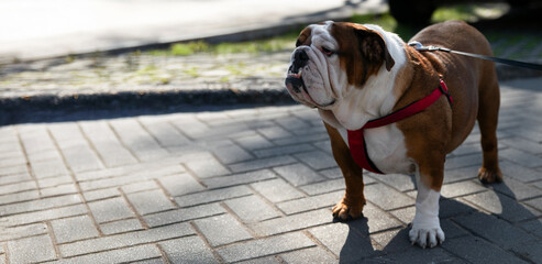 English Bulldog wearing a red harness and leash, standing on a sunlit paved sidewalk with a grassy curb in the background.