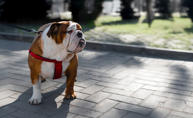 Brown and white English Bulldog standing on a paved path wearing a red harness and leash, in an outdoor park setting.