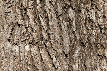 Close-up of rugged, textured tree bark with deep vertical ridges and natural brown tones in daylight.