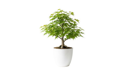 Vine Maple Bonsai/Sapling in Planter: Native North American Tree