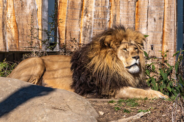 The lion, Panthera leo is one of the four big cats in the genus Panthera