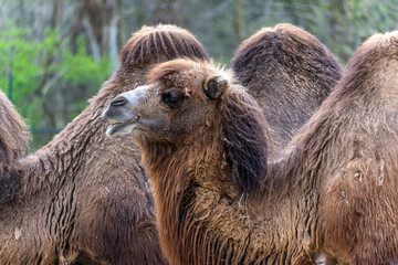 Bactrian camel, Camelus bactrianus in a german park