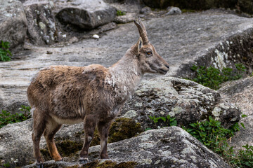 Male mountain ibex or capra ibex on a rock living in the European alps