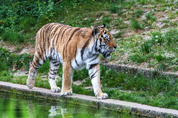 The Siberian tiger,Panthera tigris altaica in a park