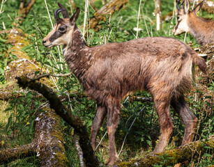 Apennine chamois, Rupicapra pyrenaica ornata, is living in Italy and Spain