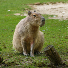 The Capybara, Hydrochoerus hydrochaeris is the largest living rodent in the world.