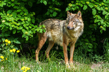 European Grey Wolf, Canis lupus in a german park