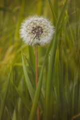 Field plants on a sunny day in June. Blurred background, close-up.