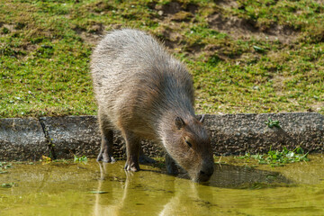 The Capybara, Hydrochoerus hydrochaeris is the largest living rodent in the world.