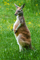 The red kangaroo, Macropus rufus is the largest of all kangaroos and the largest extant marsupial.