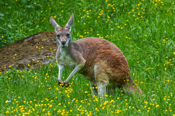 The red kangaroo, Macropus rufus is the largest of all kangaroos and the largest extant marsupial.