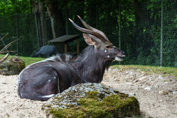 Nyala Antelope - Tragelaphus angasii. Wild life animal.
