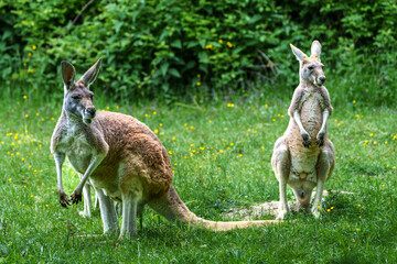The red kangaroo, Macropus rufus is the largest of all kangaroos and the largest extant marsupial. © rudiernst