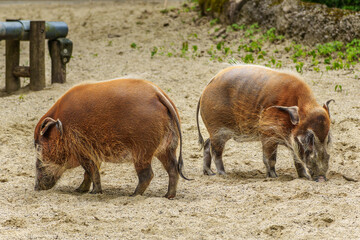 Red river hog, Potamochoerus porcus, also known as the bush pig.