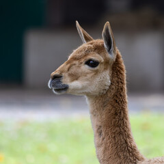 Obraz premium Wikunie, Vicugna Vicugna, krewni lamy w niemieckim parku