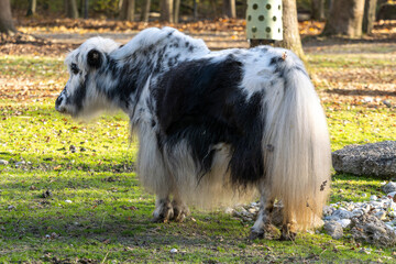 The domestic Yak, Bos mutus grunniens in a park