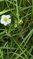 white daisy flower