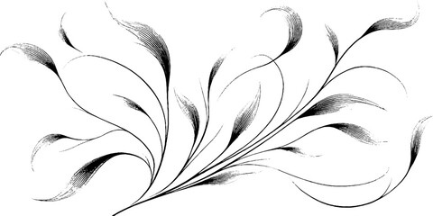 Fototapeta premium Elegant engraved illustration of curved tendrils for decorative design