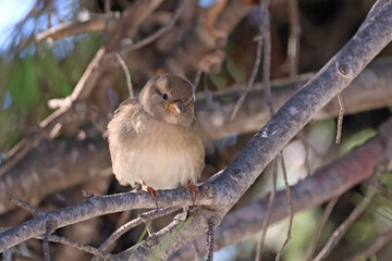 jeune oiseau 