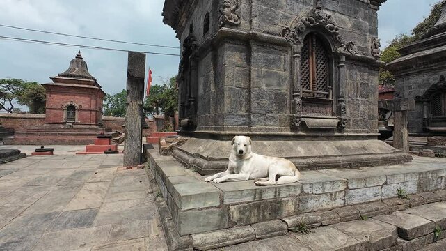 Votive Stupas and Shrines in Mrigasthali Temple Area, Kathmandu, Nepal, with Dog Resting