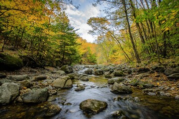 Obraz premium Serene autumn forest river scene. Rocks, flowing water, golden leaves. Perfect for nature, travel, and seasonal designs. Ideal for websites, prints, and more.