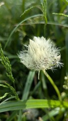 flower of a thistle