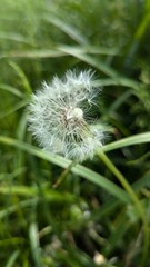 dandelion seed head