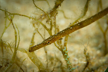 Unterwasserfoto Grasnadel
