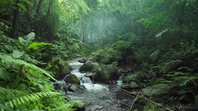 Walking through green tropical rain forest with river view with trees with green plants