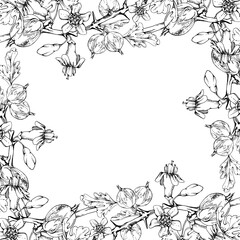 Gooseberry berries leaves flower buds on thorny branch, vector ink hand drawn. Ripe garden juneberry casseille currant. Isolated square border frame illustration. Preserves cookbook, farmer calendar