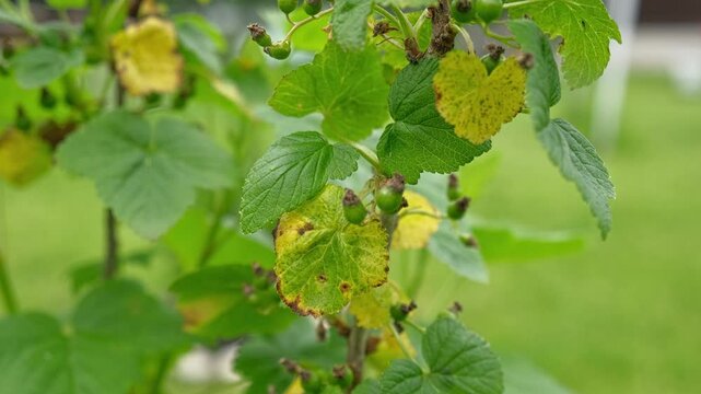 Currant and gooseberry leaf spot. Curling puckering sick blister leaves close-up. Small, dark yellow orange spots on the plant. Puckered blistered leaves distorted by aphids. Yellowish green foliage