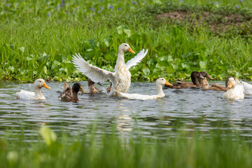 Ducks in a natural environment at the village lake.