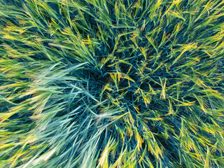 Close up top down view of young wheat at sunset