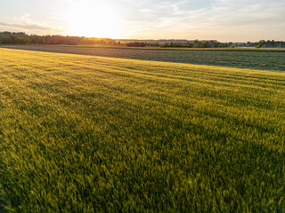Countryside sunset over a field of wheat in early summer in Bavaria, Germany
