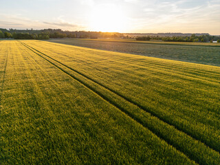 Countryside sunset over a field of wheat in early summer in Bavaria, Germany